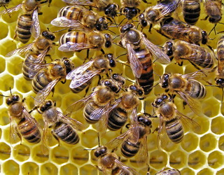 Вітчизняні пасічники зможуть страхувати бджіл